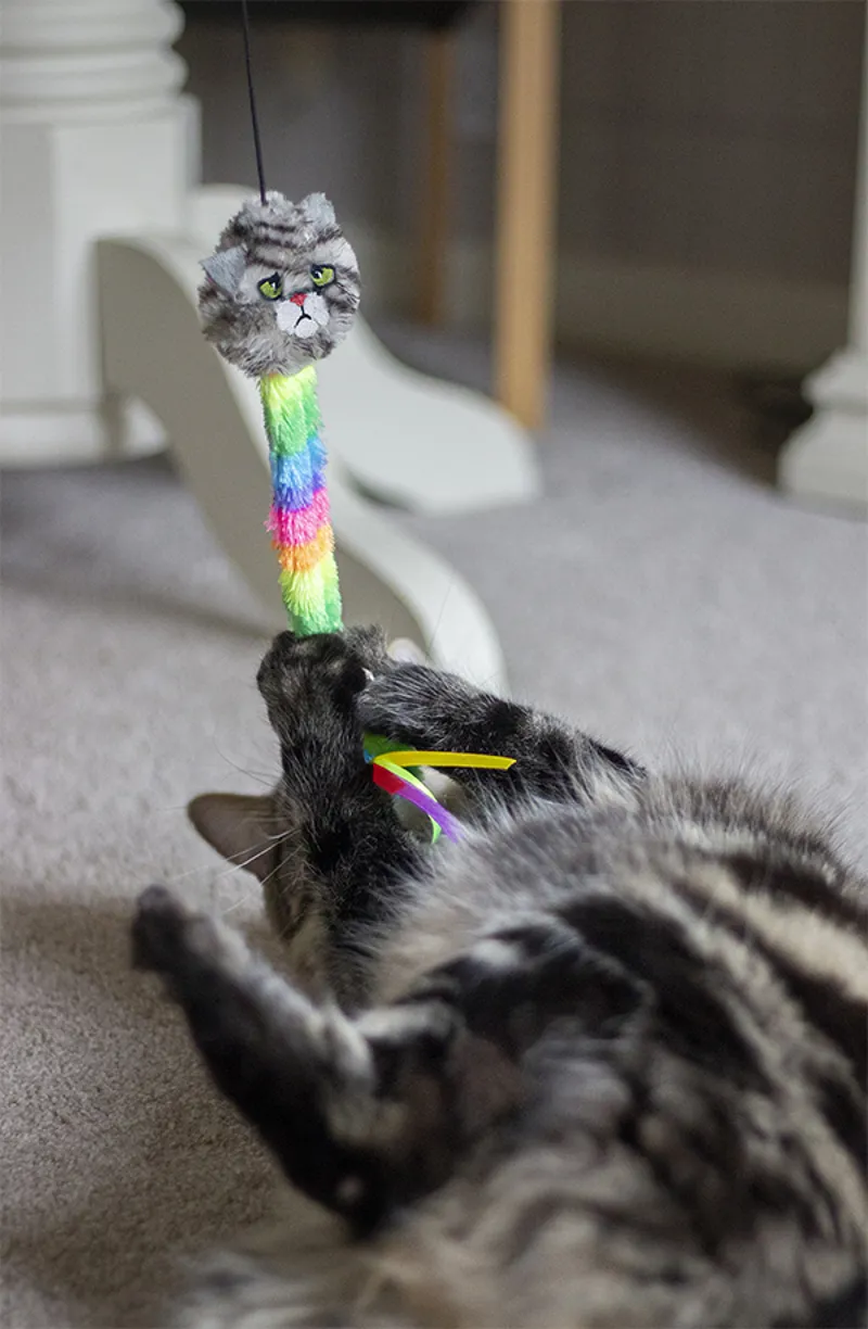 Moody Moggy Rainbow Teaser-1